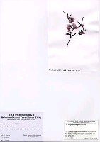 藏品(Porphyra ishigecola A. Miura)的圖片